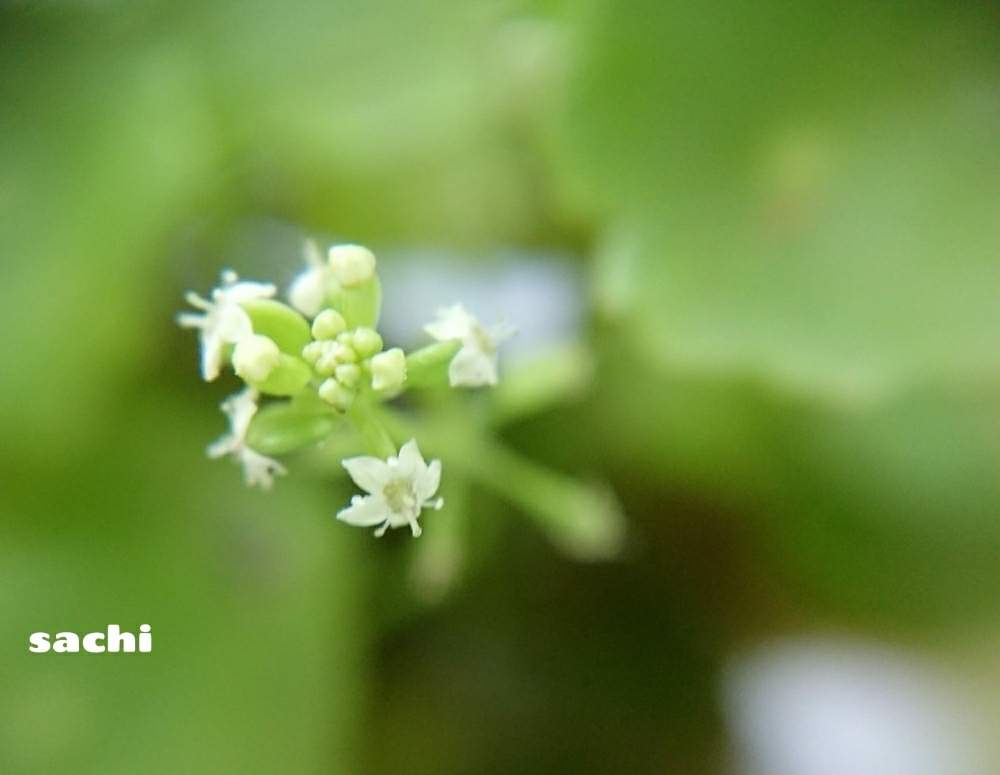 玄関の画像 by sachiさん | 玄関とウォーターマッシュルームと花のある暮らしと私のお庭と今日の花便りとお庭を彩るお花・樹木フォトコン