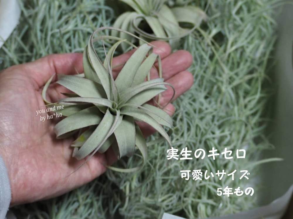 部屋の画像 by YOU & MEさん | 部屋とウスネオイデスとチランジア キセログラフィカとエアプランツと多肉好きと(///ω///)♪