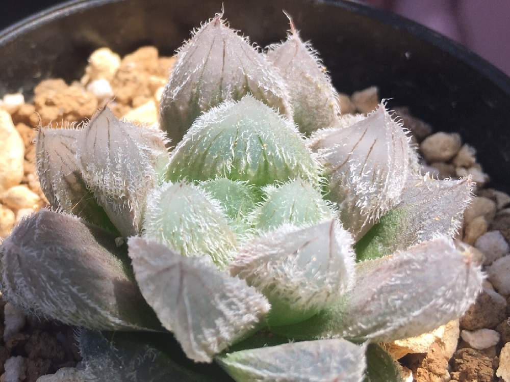 の画像 by ピョン吉さん | ベヌスタ交配種と多肉植物とこの透明感!ともけもけとハオルチア属とおはようとハオルシア属 と大きくな〜れ!ともさもさとタニクちゃん