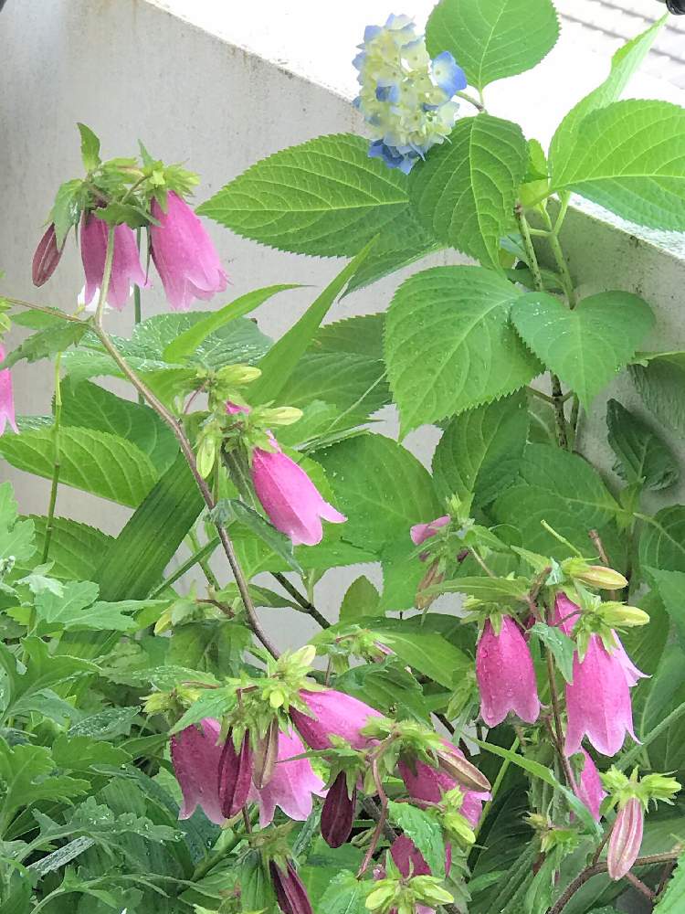 バルコニー/ベランダの画像 by チャーさん | バルコニー/ベランダと季節を感じる♪と野の花とチャーさんのリポートと山野草と季節の 便りと花のある暮らしとベランダ便りとチャーさんのベランダ便り
