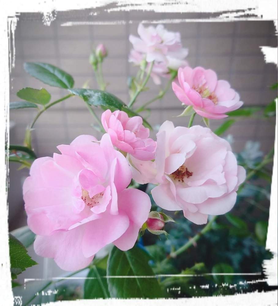 バルコニー/ベランダの画像 by そらさん | バルコニー/ベランダとつるバラ アンジェラとばら バラ 薔薇とありがとう♡とかわいい♡とピンク♡と花のある暮らしとバルコニスト