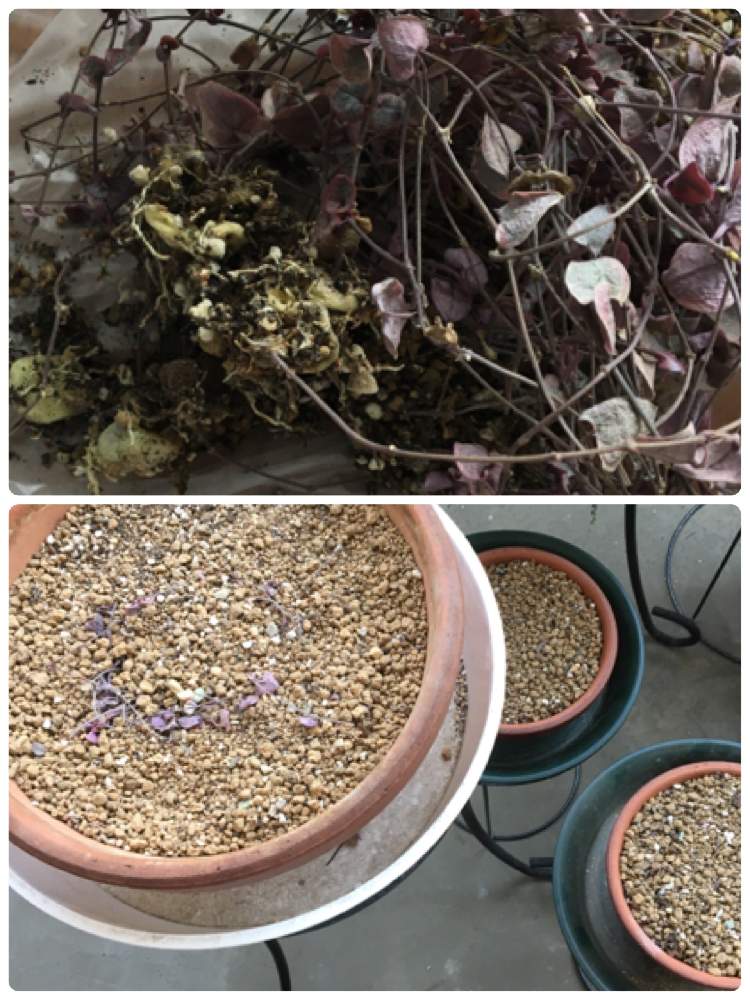 バルコニー/ベランダの画像 by たぬさん | バルコニー/ベランダと多肉植物と垂れ下がる植物と観葉植物とハートカズラ。とハートカズラ♡とハートカズラレディーハートと垂れ下がり系と垂れる植物と転勤族