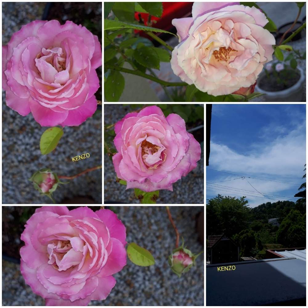 小さな庭の画像 by SENTIMENTAL-BOYさん | 小さな庭と多肉植物と新緑の季節と観葉植物と植物のある暮らしと植え付けと季節の変わり目と鉢植えと花のある暮らしと春夏秋冬と暮らしの仲間たちと旬の花