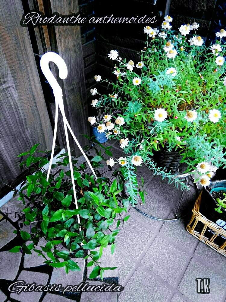 玄関の画像 by T.Kさん | 玄関と観葉植物を楽しむと観葉植物と植物男子とハナカンザシ♡と切り戻し後と花かんざし♡とブライダルベール♡と花かんざし。と花のある暮らしと玄関風除室