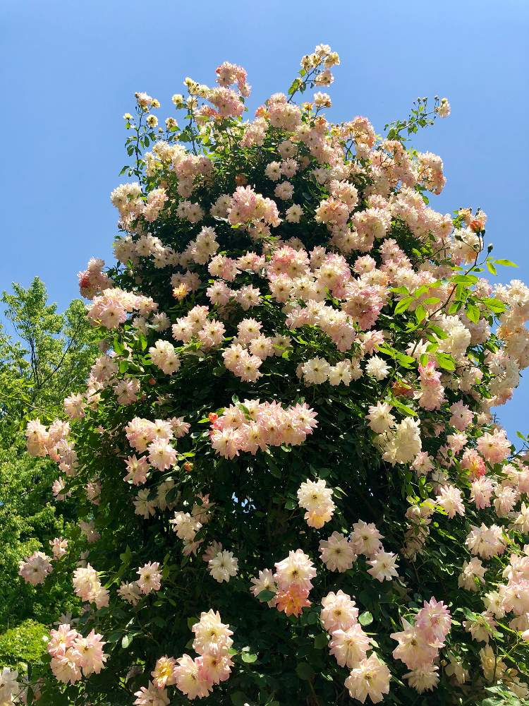 お出かけ先の画像 by naruさん | お出かけ先と花の写真と京成バラ園と癒しと可愛い花と可愛いとバラ・ミニバラ
