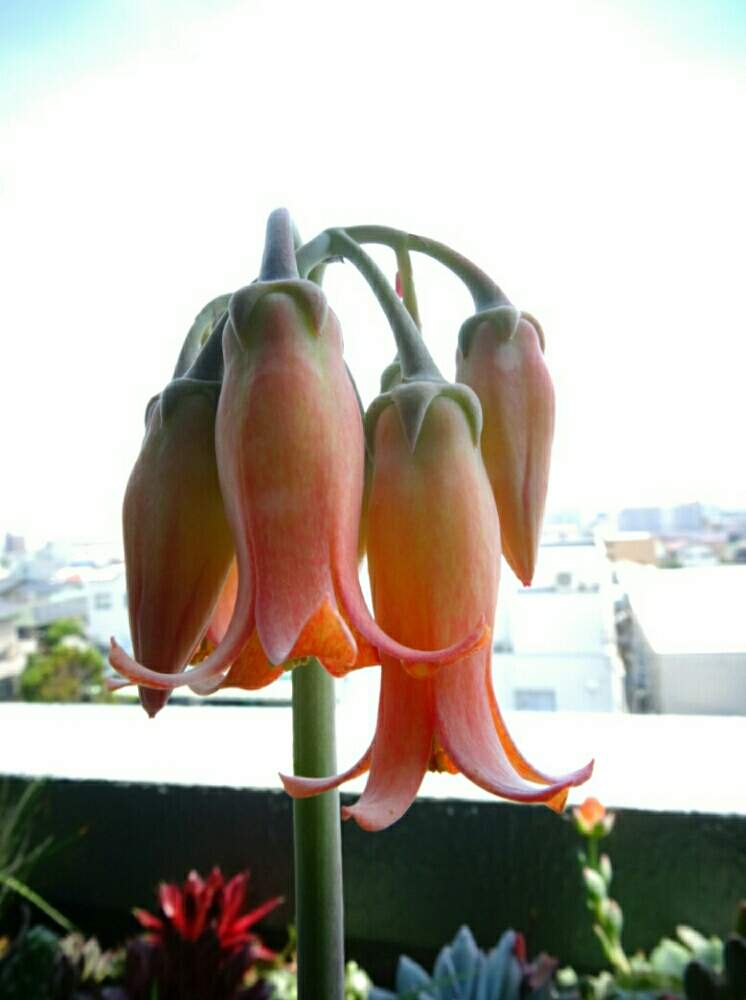 バルコニー/ベランダの画像 by ネコざくらさん | バルコニー/ベランダと白美人と多肉植物と観葉植物と多肉大好きとわが家の観葉植物❢とGS映えとコチドレン属とコチレドン属と多肉女子と多肉植物とサボテンと花のある暮らしと色白美人とお花のある生活とネコざくらと多肉多肉多肉と多肉植物 多肉の有るくらし
