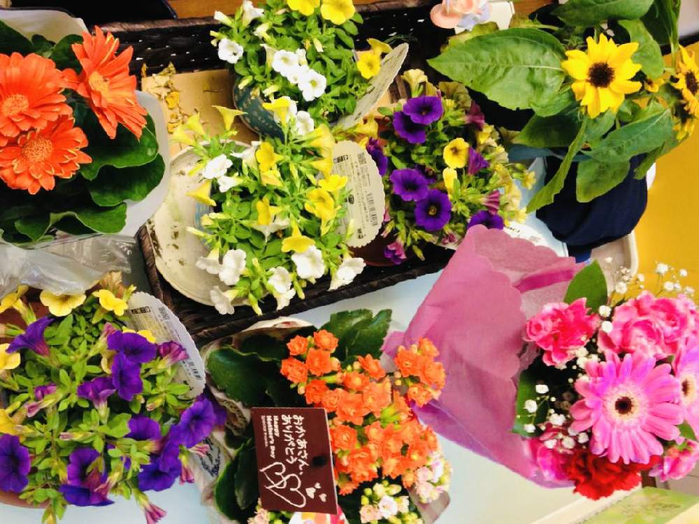 部屋の画像 by 文太さん | 部屋とGS映えとGS日和とごちゃごちゃとGreenSnapmarcheと花のある暮らしと母の日