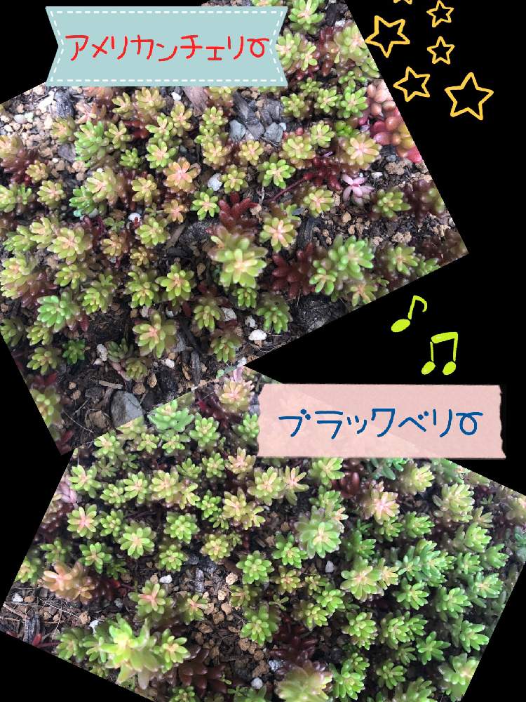 エクステリアの画像 by SABOTEN(•Ӫ•)さん | エクステリアと多肉植物と幸せ♡と夏の過ごし方と多肉超超初心者と多肉大好きと夏の暑さ対策と可愛い多肉ちゃん❤︎と可愛い〜♡とブラックベリー♡と花のある暮らしとモリモリにしたいとお花大好き❤とセダム アメリカンチェリーと多肉寄せ植え