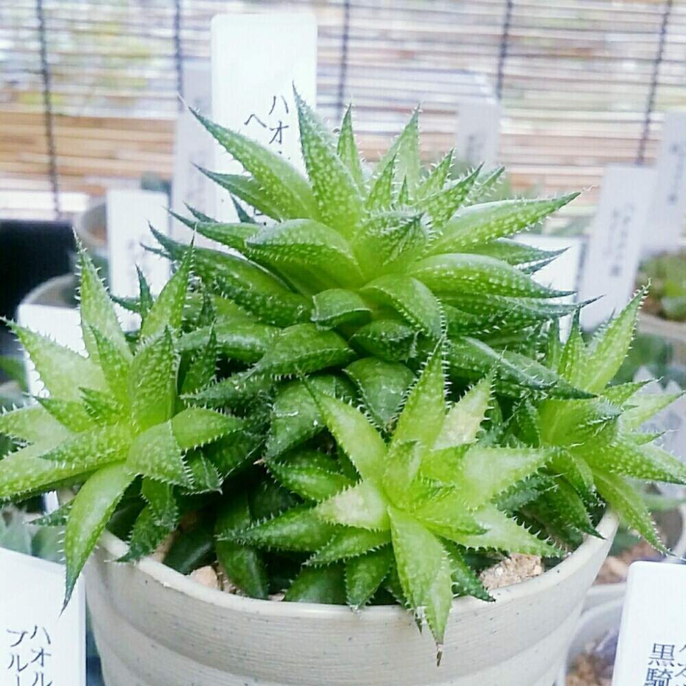 部屋の画像 by ジョージさん | 部屋とハオルチア ヘルバセアとハオルチア属 ヘルバセアと元気いっぱいとジョージの部屋と多肉植物と軟葉系ハオルチアとカッコいいとハオルチア属と多肉大好きともりもり多肉とGS映えとハオルチア男子と八王子市と可愛い多肉ちゃん❤︎とハオルシア属 とめざせ 群生♡と多肉植物とサボテンと成長記録とGREEN UP!と育成中と優良株と素敵