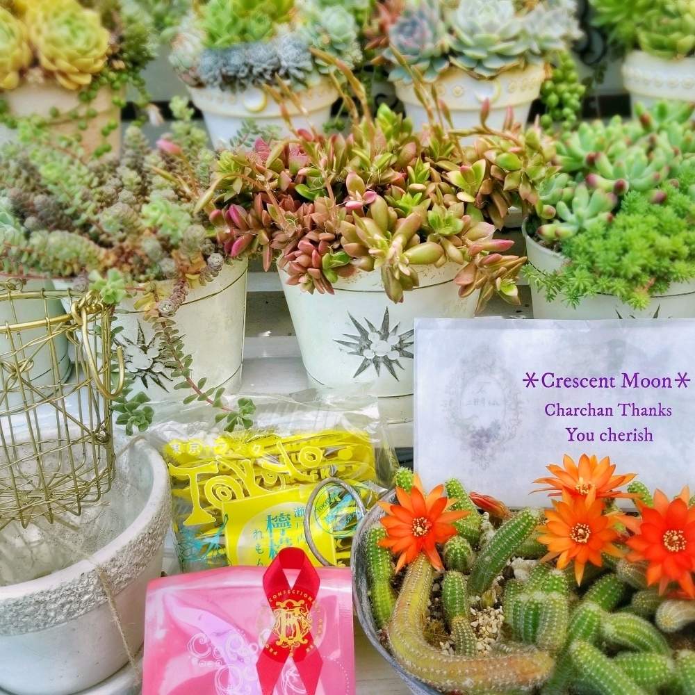 棚の画像 by *☆三日月☆*さん | 棚と多肉植物とHTCと植物のある暮らしと寄せ植えと多肉のある暮らしと白壇のお花と雑貨好き♡とリメ缶・リメ鉢と白壇♪と多肉 桜吹雪と多肉寄せ植え