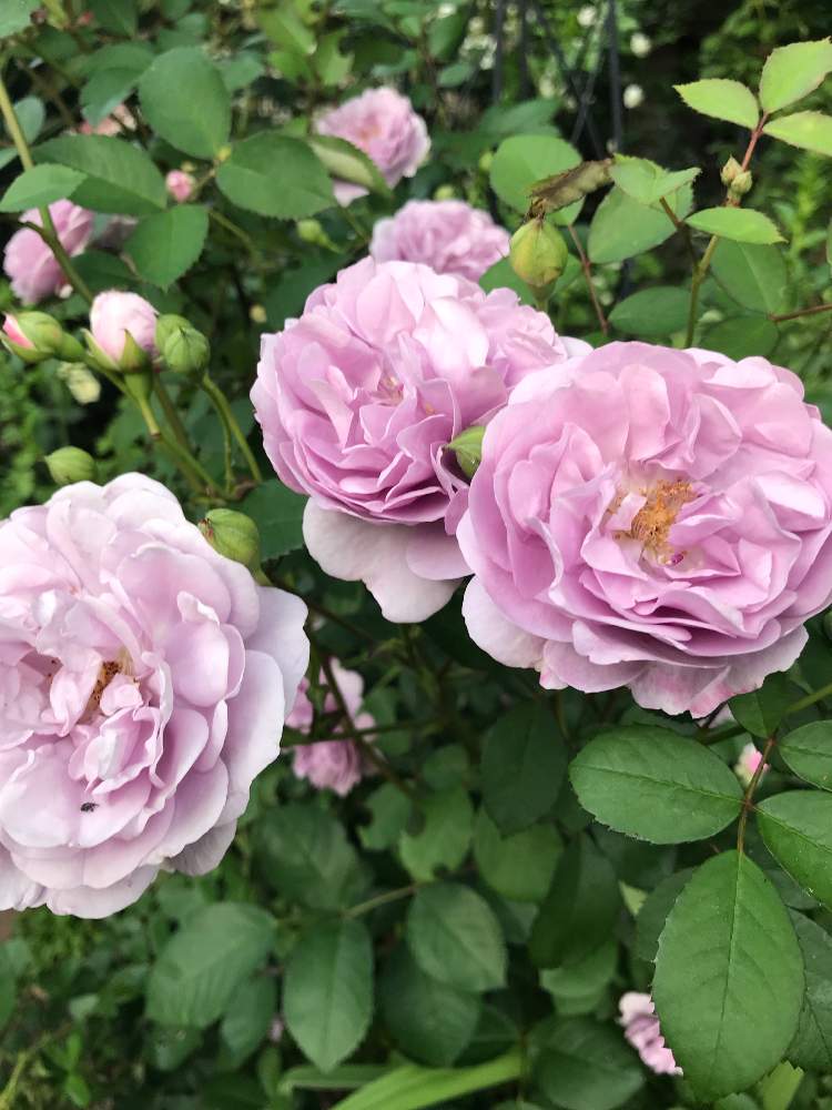 広い庭の画像 by 猫屋敷さん | 広い庭とレイニーブルーとばら バラ 薔薇と千葉県と花壇とナチュラルガーデンと植中毒とナチュラルスタイルと花のある暮らしとロザリアンとカインズバラコンテスト2019
