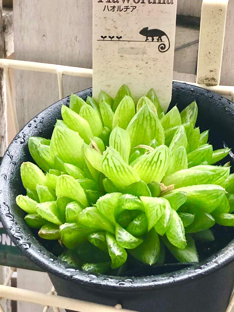 の画像 by 松 祐さん | ハオルチアと多肉植物と今日の一枚と仲間入りとお持ち帰りとチーム福岡