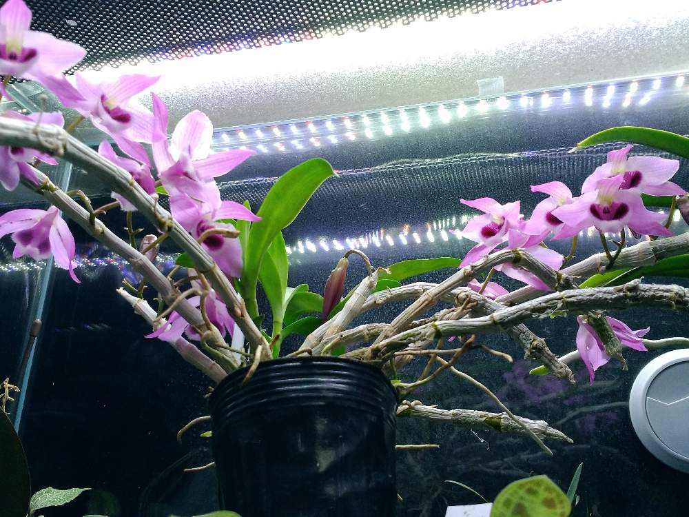 部屋の画像 by ヘーラさん | 部屋とデンドロビウム パリシーと宝石蘭と珍奇植物とパルダリウムとサンシャインらん展