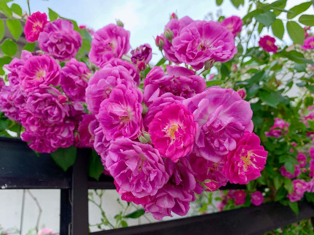お出かけ先の画像 by meiさん | お出かけ先と名前を教えて!と花の写真とフラワーと花のある暮らしとお散歩とお花好きと花のある街