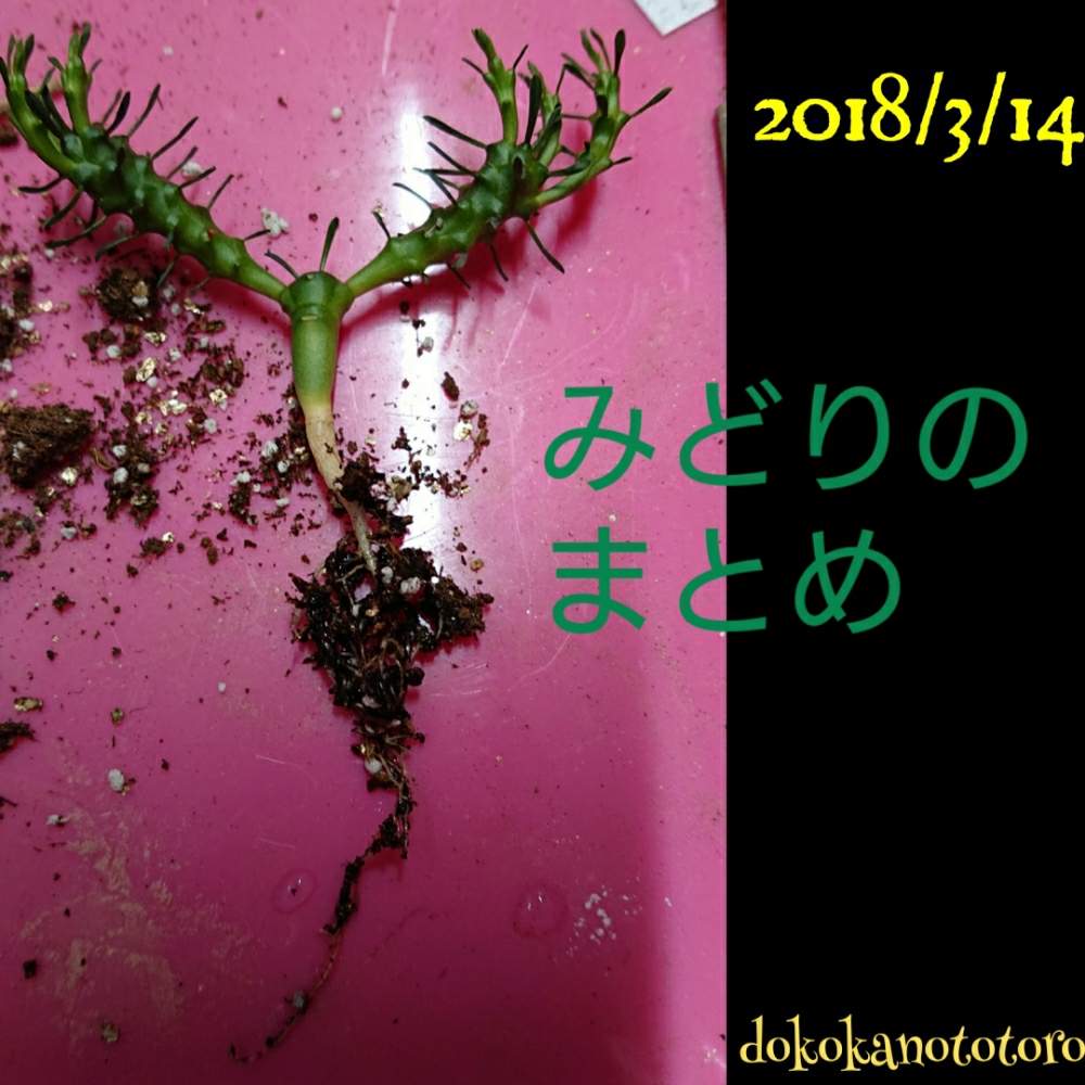 小さな庭の画像 by イエローフィンガーさん | 小さな庭とEuphorbia gorgonisとユーフォルビア ゴルゴニスと金輪際と多肉植物とEuphorbiaとたねからの幸せと2019の一枚と千葉県とタコものとマイコレクションと高級タコとコーデックスとユーフォルビアタコ物と植中毒と多肉植物とサボテンと実生と塊根植物とわが家の多肉さんと珍奇植物とユーフォルビアと千葉タニラーとマイブームとビザールプランツ