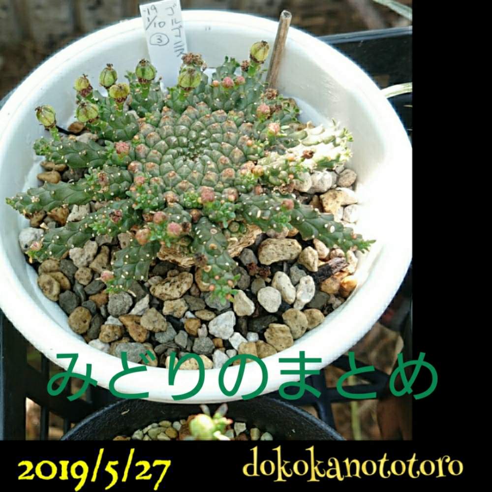 小さな庭の画像 by イエローフィンガーさん | 小さな庭とEuphorbia gorgonisとユーフォルビア ゴルゴニスと金輪際と多肉植物とEuphorbiaとたねからの幸せと2019の一枚と千葉県とタコものとマイコレクションと高級タコとコーデックスとユーフォルビアタコ物と植中毒と多肉植物とサボテンと実生と塊根植物とわが家の多肉さんと珍奇植物とユーフォルビアと千葉タニラーとマイブームとビザールプランツ