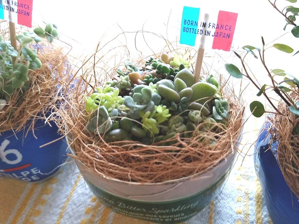 棚の画像 by なずなさん | 棚と多肉植物 寄せ植えと多肉いろいろとセダム属と多肉植物とペットボトルと多肉大好きと多肉葉挿し芽とオランジーナとちまちま多肉と癒やしの時間と多肉寄せ植えとリサイクルと窓辺カフェとちまちま寄せ