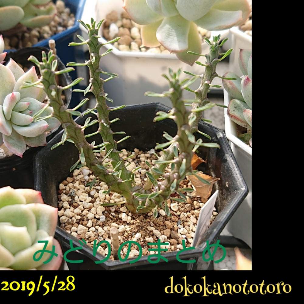 小さな庭の画像 by イエローフィンガーさん | 小さな庭とEuphorbia gorgonisとユーフォルビア ゴルゴニスと金輪際と多肉植物とEuphorbiaとたねからの幸せと2019の一枚と千葉県とタコものとマイコレクションと高級タコとコーデックスとユーフォルビアタコ物と植中毒と多肉植物とサボテンと実生と塊根植物とわが家の多肉さんと珍奇植物とユーフォルビアと千葉タニラーとマイブームとビザールプランツ