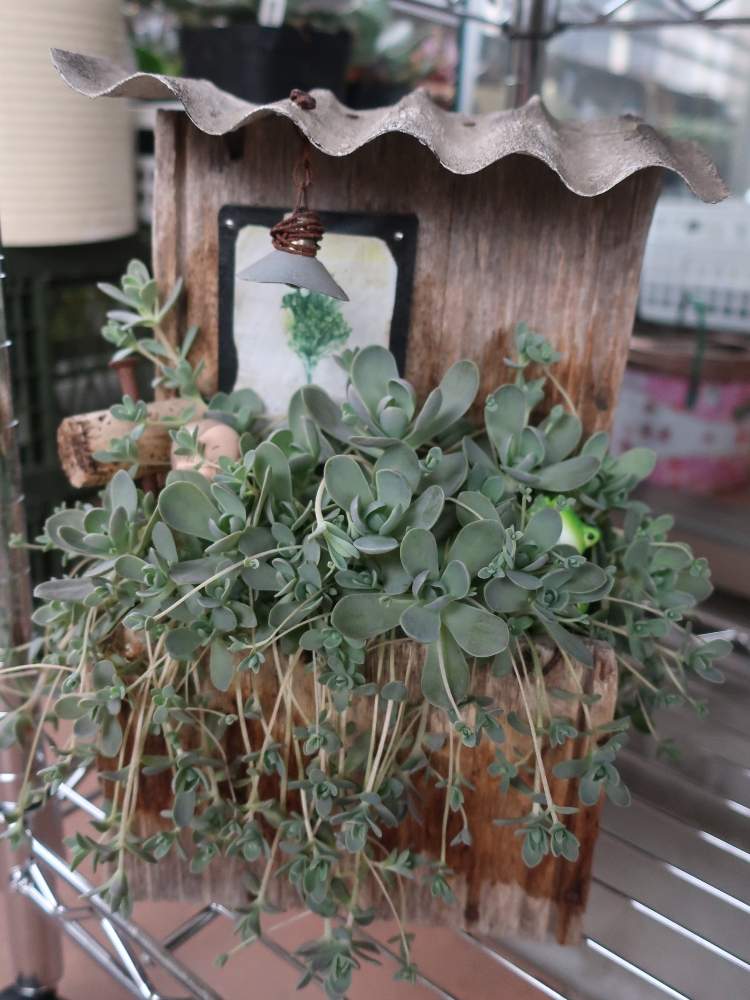 バルコニー/ベランダの画像 by 媛だるまさん | バルコニー/ベランダと子持ち蓮華と多肉植物と群生株と瀬戸内多肉同好会とGS映えとGS日和と多肉女子とタニラーとオロスタキスとコンデジとうどん県人会とsucculent