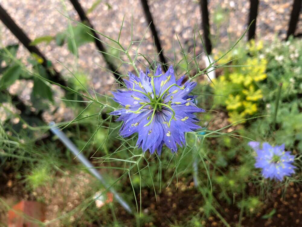 小さな庭の画像 by 7412.*さん | 小さな庭とニゲラと初心者ですと植物からパワー❣️とニゲラの花とグリーンの癒し。と植物が好き♡とひとめぼれ♡とお庭の植物と花のある暮らしと花が好きと花を長く楽しみたい!と咲いた!と可愛いいとつい