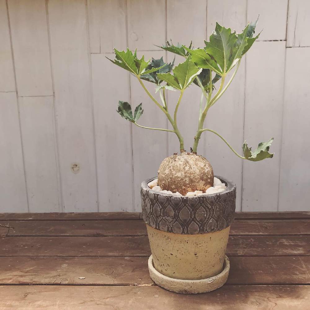 の画像 by 花ショップ エーデルさん | 多肉植物とヤトロファ・ ベルランディエリとヤトロファとコーデックスと塊根植物とエーデルと錦珊瑚と花ショップエーデル