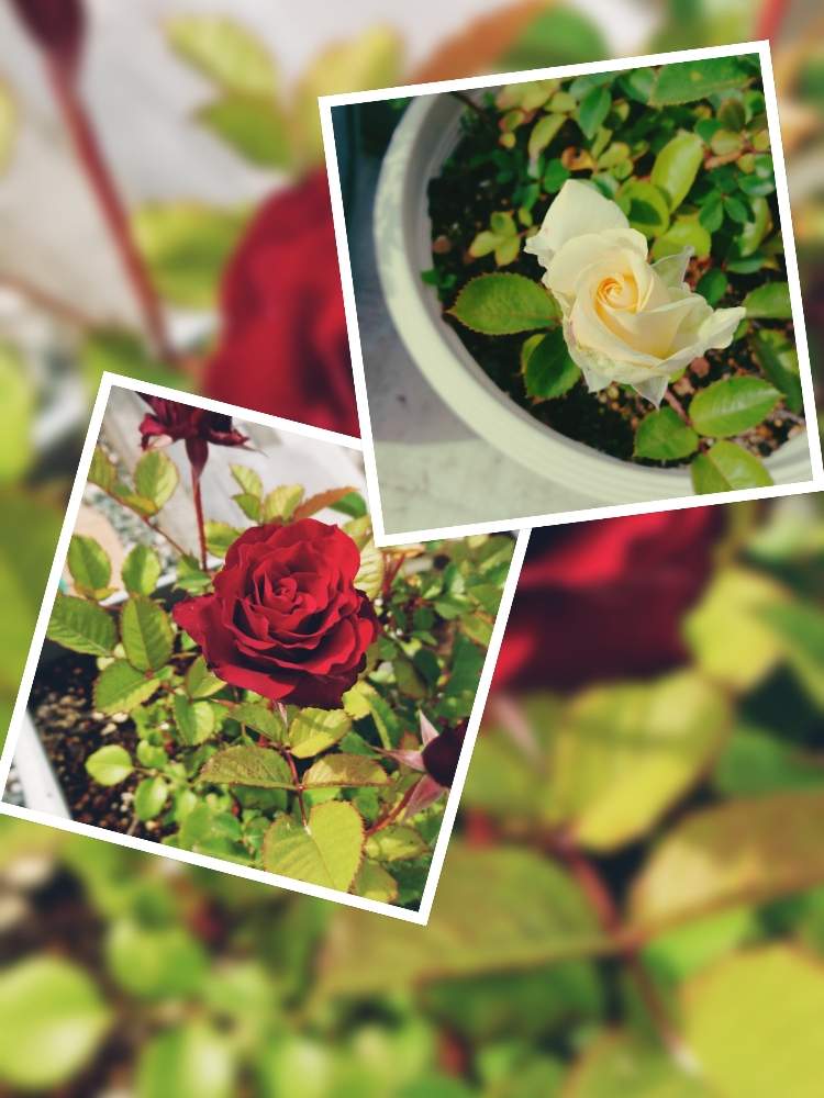 小さな庭の画像 by 92さん | 小さな庭とインフィニティローズとばら バラ 薔薇とお庭を彩るお花・樹木フォトコンと植物がモデルと花いっぱい!と植物と植中毒と完全に植中毒と美しいと花のある暮らしと白い花とインフィニティーローズ☆とバラ・ミニバラといっぱい