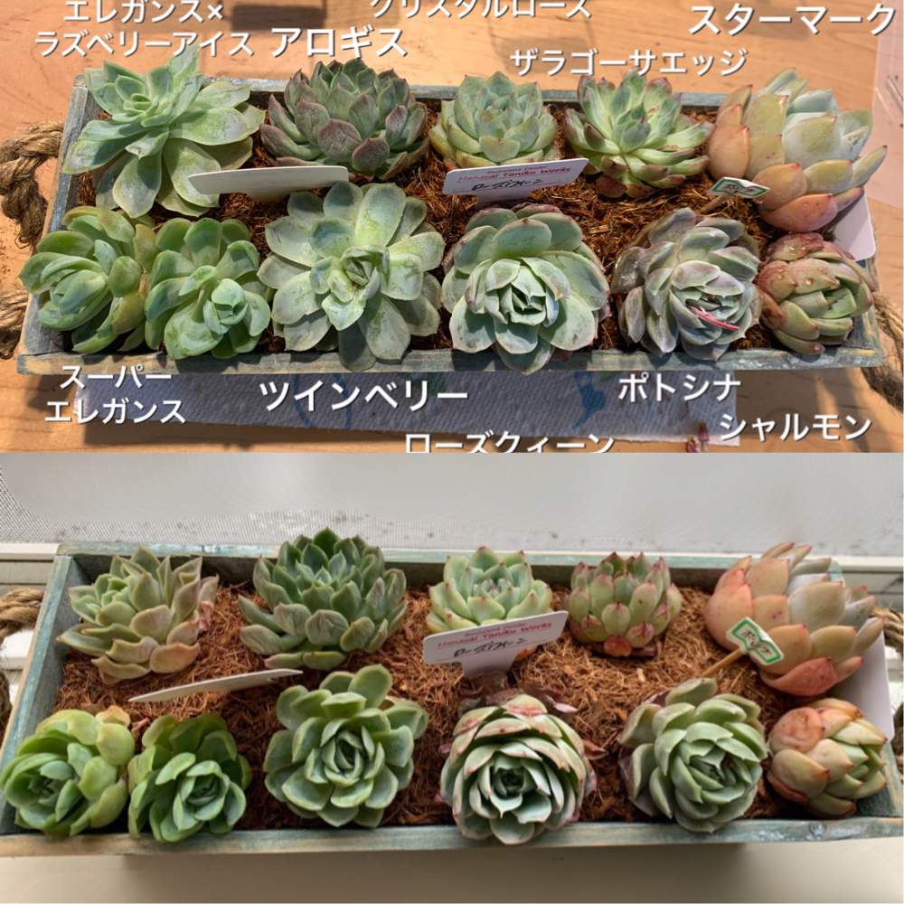 の画像 by みさきみさん | 多肉植物とお気に入りと多肉女子と韓国苗と多肉生活と『窓辺に飾られた植物』フォトコンテストとメルカリ多肉とGREEN UP!と多肉寄せ植えとタニク初心者