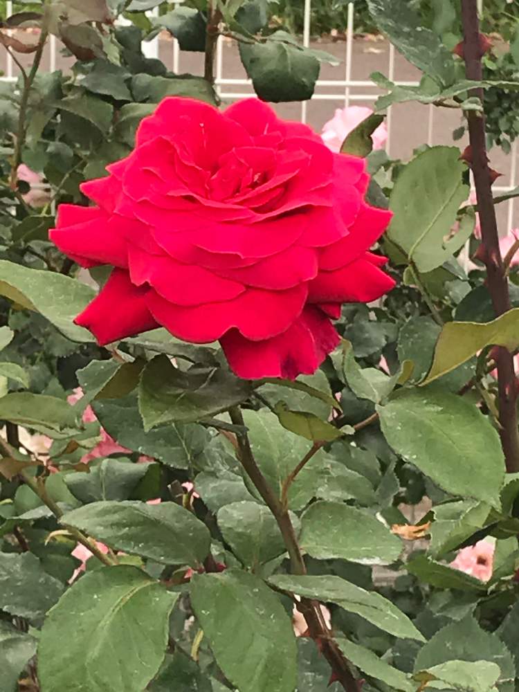 の画像 by ムーミンさん | 美人さんと伊奈町制施行記念公園とトランプも薔薇になるのか?