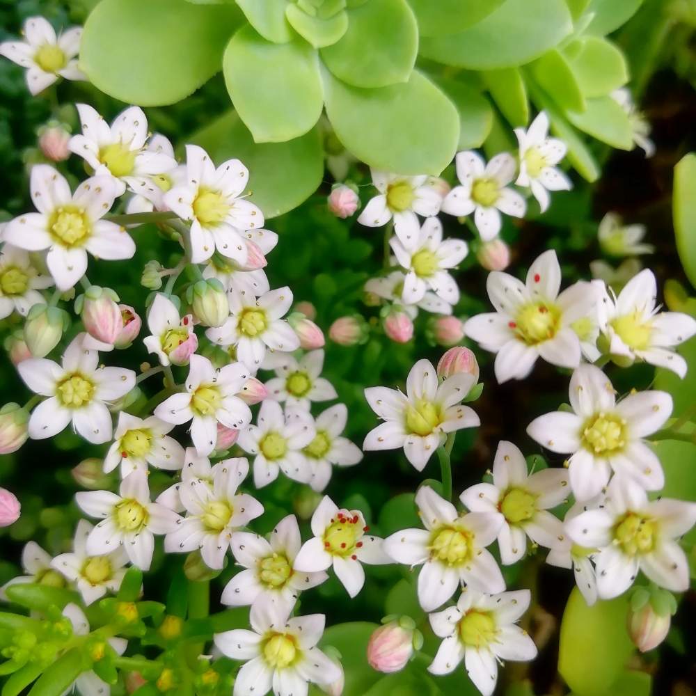 の画像 by ねっこ❇️さん | セダム属 マジョールと多肉植物と多肉の花と多肉の寄せ植えと普及種と多肉のある暮らしと多肉女子と花のある暮らしとセダム畑