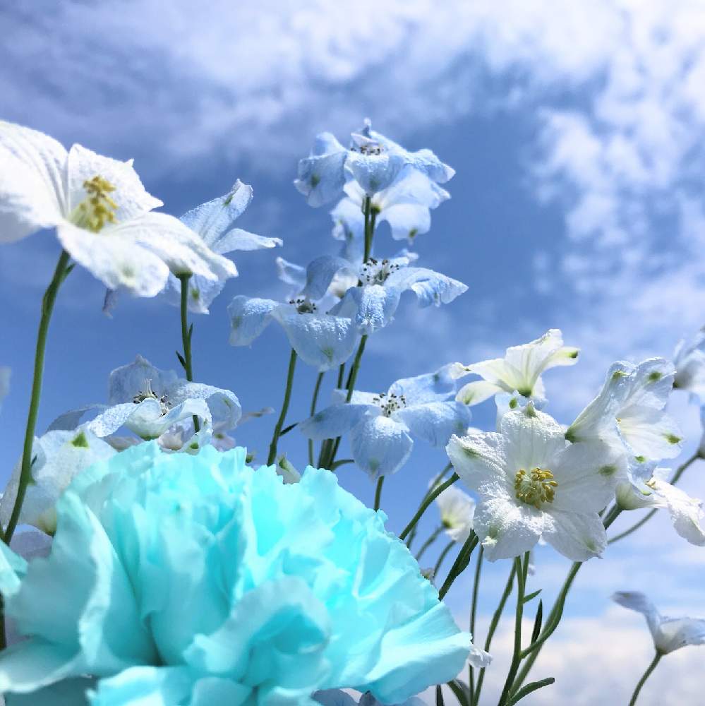 バルコニー/ベランダの画像 by ふゆざくらさん | バルコニー/ベランダと癒やされると水色の花とグラデーションと空色ときれいと淡い色合いと花のある暮らしとブルーの花と切り花