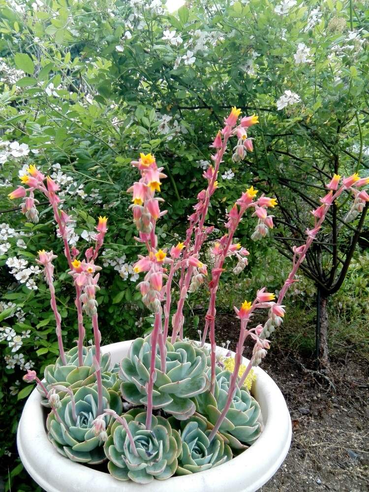 広い庭の画像 by レイマックさん | 広い庭と七福神と野ばらと多肉植物とHTCと全国オヤジ連合会no.18とHTC 秘書と全国オヤジ連合会と今日の一枚と荒れ地に花をともんもんチャン♡見守り隊