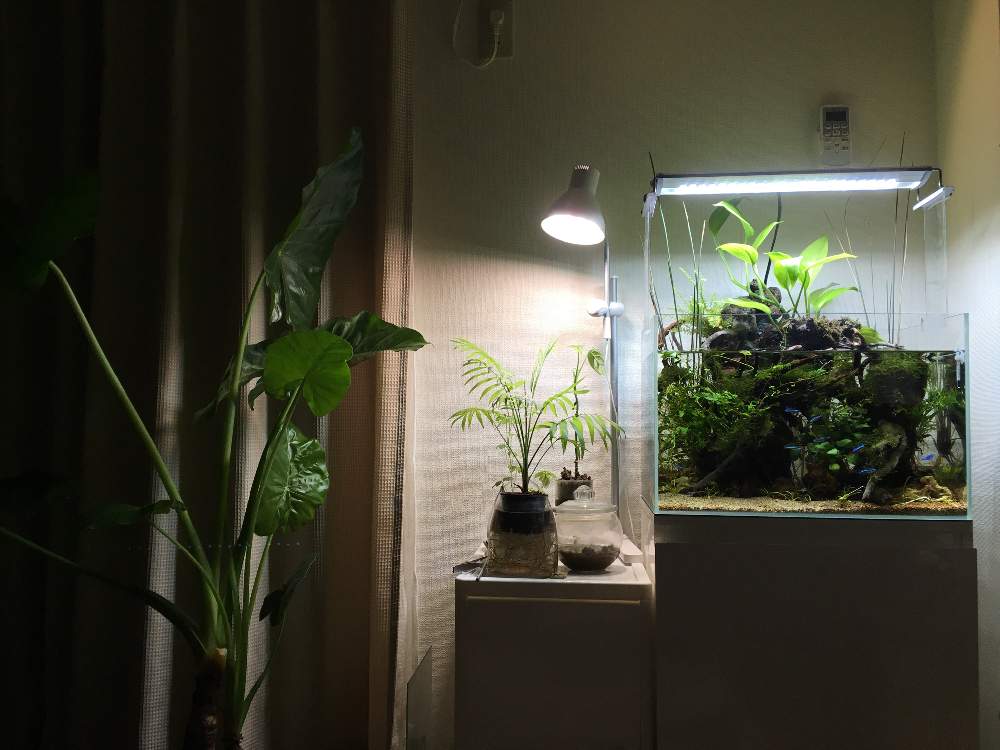部屋の画像 by ふなっこさんさん | 部屋とクワズイモと金山家と45センチ メンタル ジャ〜ニ〜♫とニルバーナと水生植物とギタリストと千種区とさまぁ〜ずとサウンドガーデンとおっさんと血液型B型とアクアテラリウム