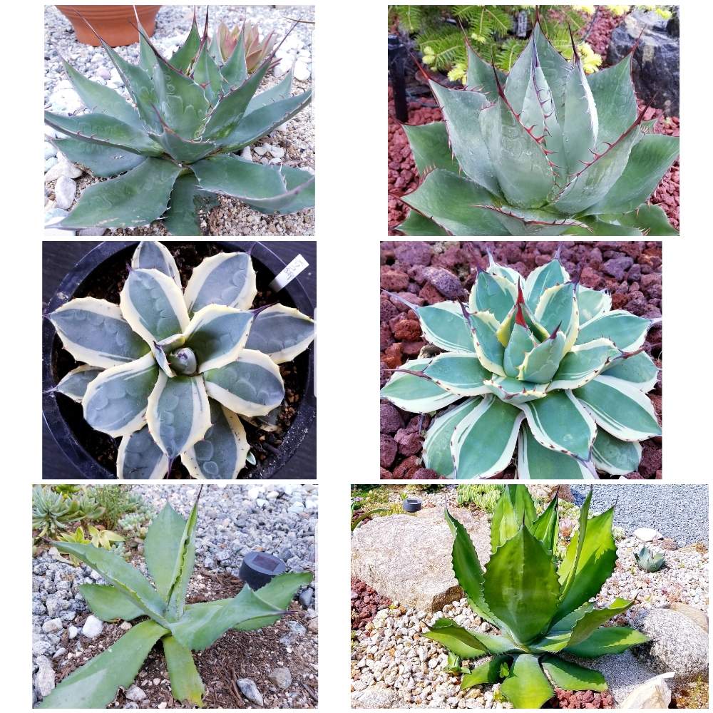 の画像 by えいきち×GARDENさん | アガベ・ファステカジャイアントとトゲトゲと完治祈願とロックガーデンと露地植えとGS永ちゃん部とにわとアガベ・メリコ錦サンとアガベ族(笑)と赤い爪とアガベ属
