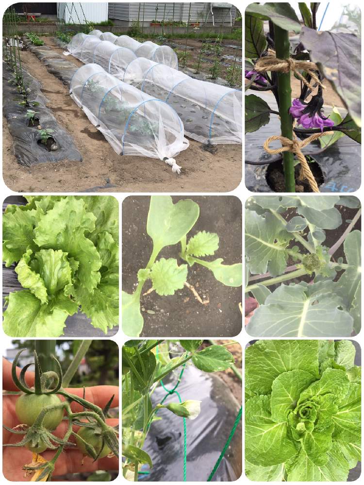 の画像 by ふみさん | スナップエンドウ☆とはたけの野菜と家庭菜園とレタス栽培と大根♪とはたけと白菜!と畑仕事と家庭菜園奮闘日記と畑仕事日記とはたけ仕事