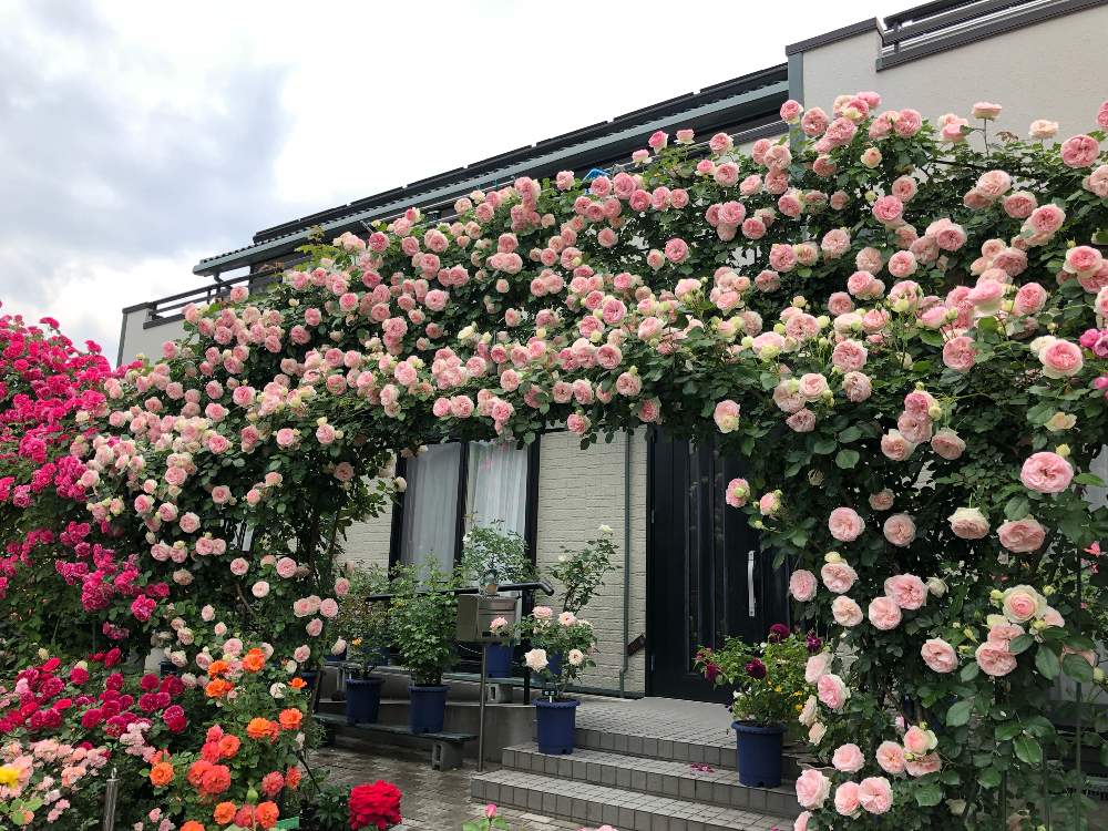 の画像 by 有限会社スリーフラワーさん | バラといいかおりと本庄市と観葉生産者と園芸店とバラ・ピエールドゥロンサールとオープンガーデンとGSのみなさんに感謝♡と今日の一枚と生花といいにおい♡とおでかけ先と埼玉県とフラワーアレンジメントと花のある暮らしとバラ・ミニバラとフラワーギフトとスリーフラワー