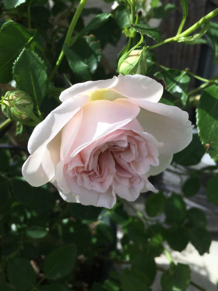 小さな庭の画像 by よりさん | 小さな庭とシンベリンとばら バラ 薔薇とカインズバラコンテスト2019とバラと暮らすとナチュラルガーデンと庭いじりとバラ好きとイングリッシュ・ローズとEnglish roseとズボラガーデナーとナチュラルスタイルとガーデニングと花のある暮らしとお庭とバラ・ミニバラとロザリアンとお花好きとDAVID AUSTIN ROSESと庭花