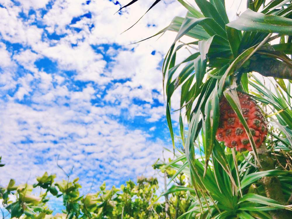お出かけ先の画像 by (´༎ຶོρ༎ຶོ`)さん | お出かけ先とアダンと多肉植物と久米島と沖縄とGS映えとGS日和と成長中と植中毒と鮮やか と島尻海岸