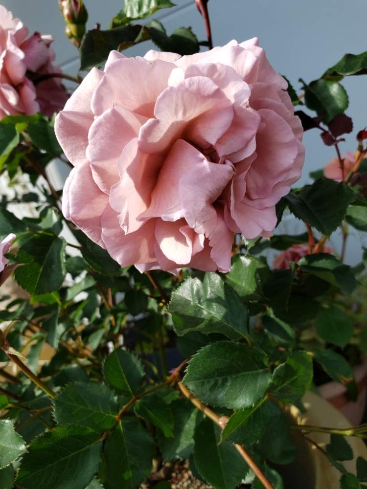 の画像 by miyabinさん | バラと薔薇とバラ 空蝉と雪国といいかおりとバラ初心者とニューフェイスとGS映えと禅ローズと国営越後丘陵公園と花のある暮らしとキンレンポロス
