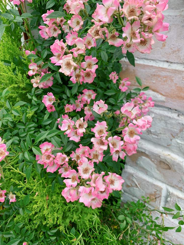 お出かけ先の画像 by meiさん | お出かけ先とバラ バレリーナと花の写真とフラワーと花のある暮らしと小さな花と花のある街