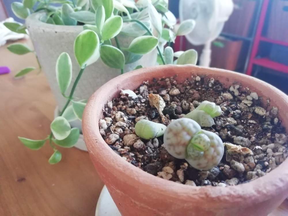 キッチンの画像 by mikity.comさん | キッチンと観葉植物と多肉大好きと癒しと窓際緑化とno green no lifeと植中毒と脱皮と誕生とジャングル化計画と観葉植物がスキといやされるとリトープス属