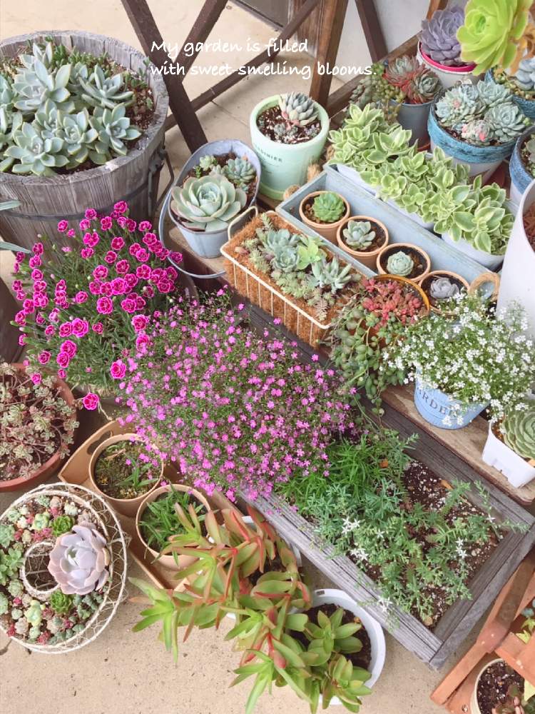 小さな庭の画像 by くみさん | 小さな庭と多肉植物と観葉植物と植物のある暮らしと多肉大好きと寄せ植えと癒しとなでしこの花とGS映えとGS日和と植中毒と今日の一枚と今日のお花と多肉女子とタニラーと可愛いとガーデニングとかすみ草。と花のある暮らしとかわいいな♡と多肉寄せ植え