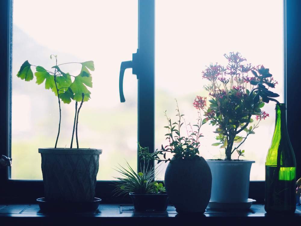 窓辺の画像 by john16さん | 窓辺と多肉植物と観葉植物と窓辺の植物たちと イチョウの木と寄せ植えと寄植えと多肉女子と鉢植えとカランコエ属と『窓辺に飾られた植物』フォトコンテスト