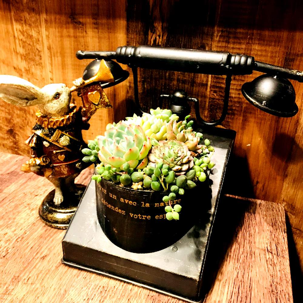 部屋の画像 by hiroさん | 部屋と多肉植物と多肉大好きとアンティーク風としぞーか勢と多肉のある暮らしと可愛い多肉ちゃん❤︎と大きくな〜れ!と多肉女子とかわいいな♡と多肉寄せ植えと多肉初心者