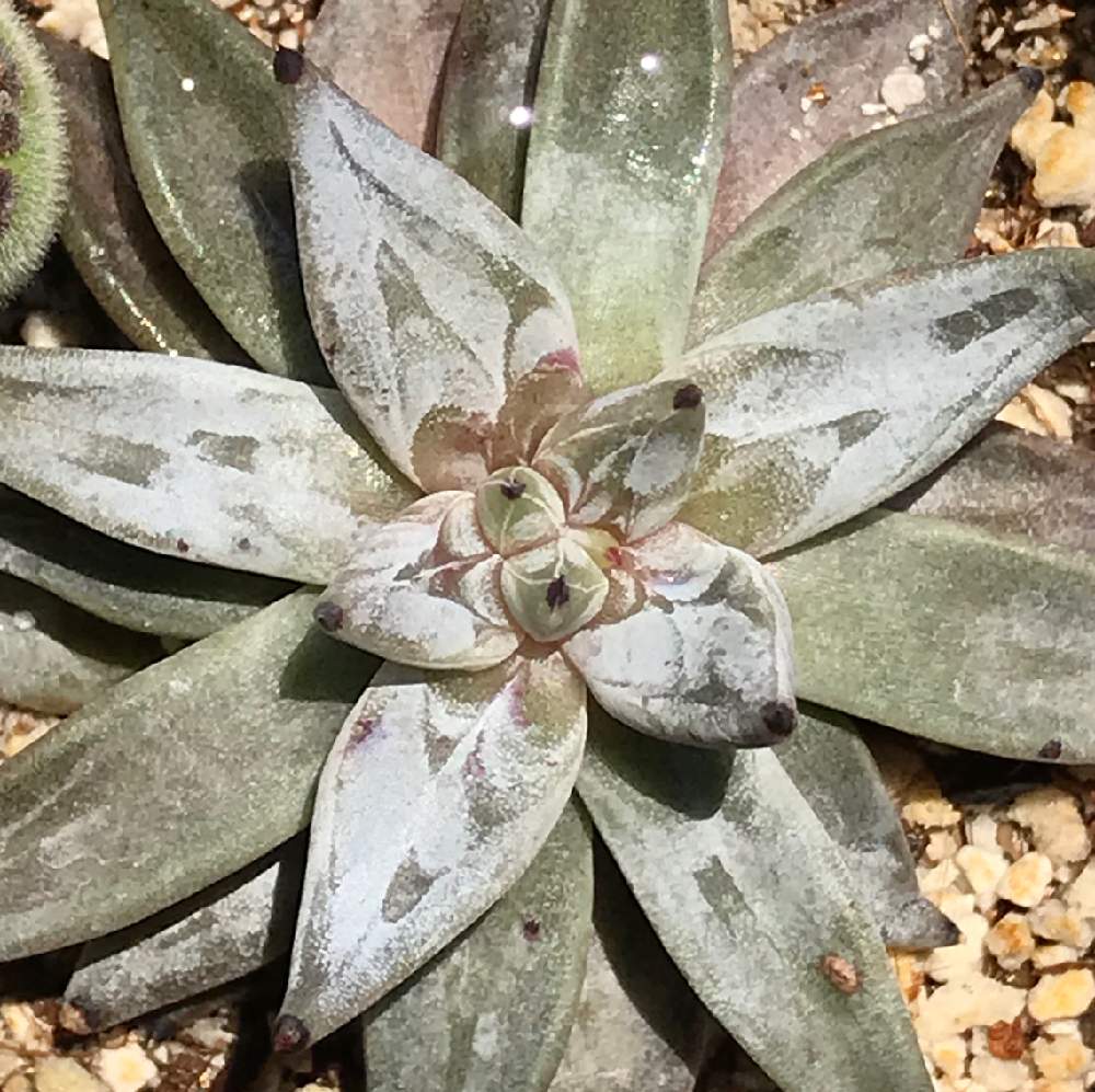 棚の画像 by Mokihana87さん | 棚とエケベリアとunguiculataとEcheveria unguiculataとウォーターマーク