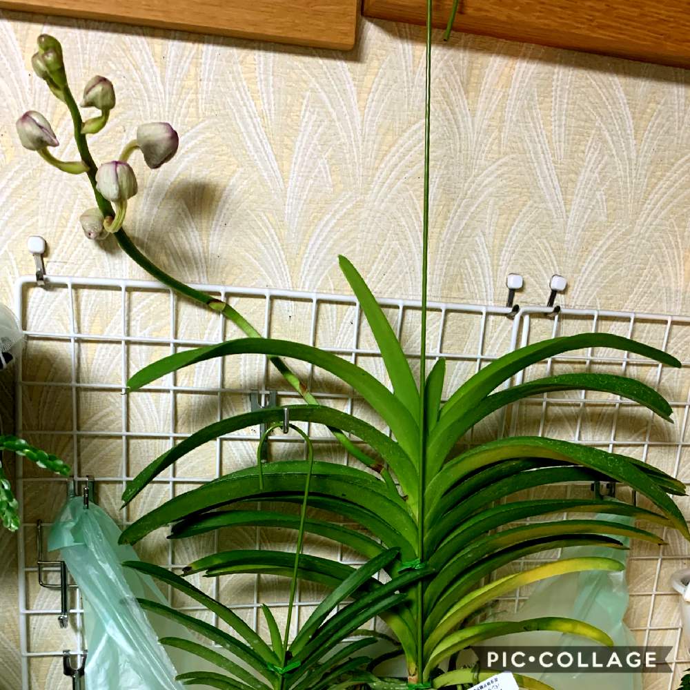 部屋の画像 by Green Rosshiさん | 部屋とバンダ ヤノブルーとミニバンダ ハッピークリスティーと令和最初の植物とジュエルオーキッドとパンダ・パンダと胡蝶蘭の花と狭いベランダとアルブカ属とGS映えと令和とバンダ・ヤノブルーとサンシャインらん展とGreenSnapmarcheとデンドロビウム属と花のある暮らしとバンダ蘭 と胡蝶蘭の蕾とGREEN UP!と南アフリカ球根とバンダ属と名護蘭☆とパフィオペディルム