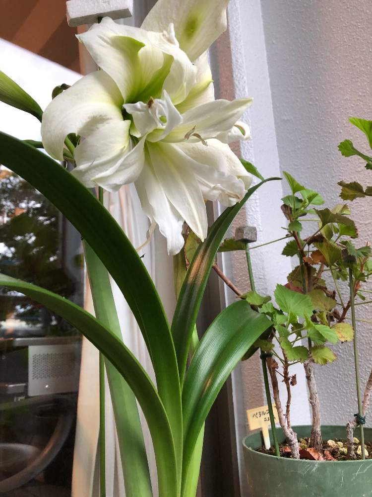 の画像 by あーちゃんさん | アマリリス ホワイトピーコックと鉢植え 草花とアマリリス♪とGS映えと植物とGS日和とタニラーと鉢植えとGreenSnapmarcheと花のある暮らしと球根植物と草花大好きとGREEN UP!とバルコニスト
