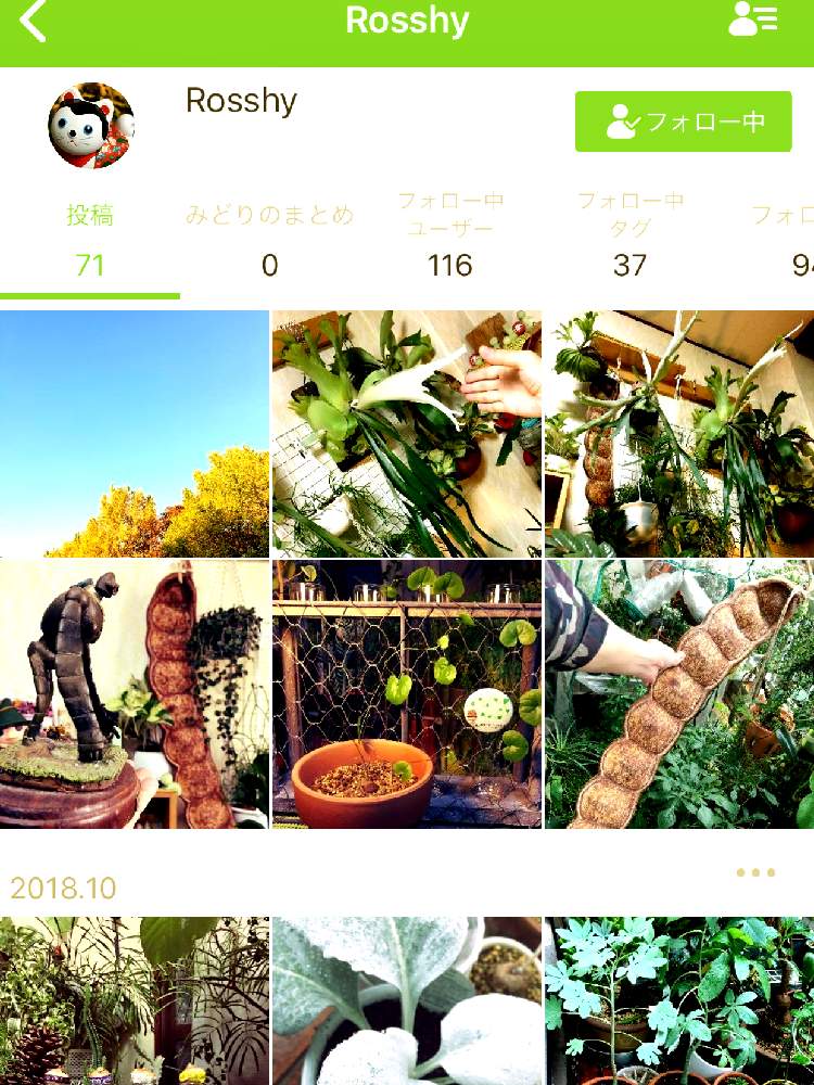 デスクの画像 by Green Rosshiさん | デスクと令和最初の植物とジュエルオーキッドとパンダ・パンダとパンダさん(アイコンがぱんだのぬいぐるみ2匹)11月12日投稿と胡蝶蘭の花と狭いベランダとアルブカ属とGS映えと令和とバンダ・ヤノブルーとサンシャインらん展とGreenSnapmarcheとデンドロビウム属と花のある暮らしとバンダ蘭 と胡蝶蘭の蕾と南アフリカ球根とバンダ属と名護蘭☆とパフィオペディルム