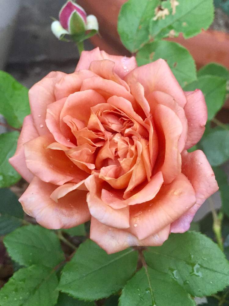 小さな庭の画像 by Mの森さん | 小さな庭とバラ マロンと薔薇 マロンとHTCとマロンと薔薇愛同盟とバラ 鉢植えと植中毒と花のある暮らしとMの森の薔薇2019とロザリアンとニュアンスカラー