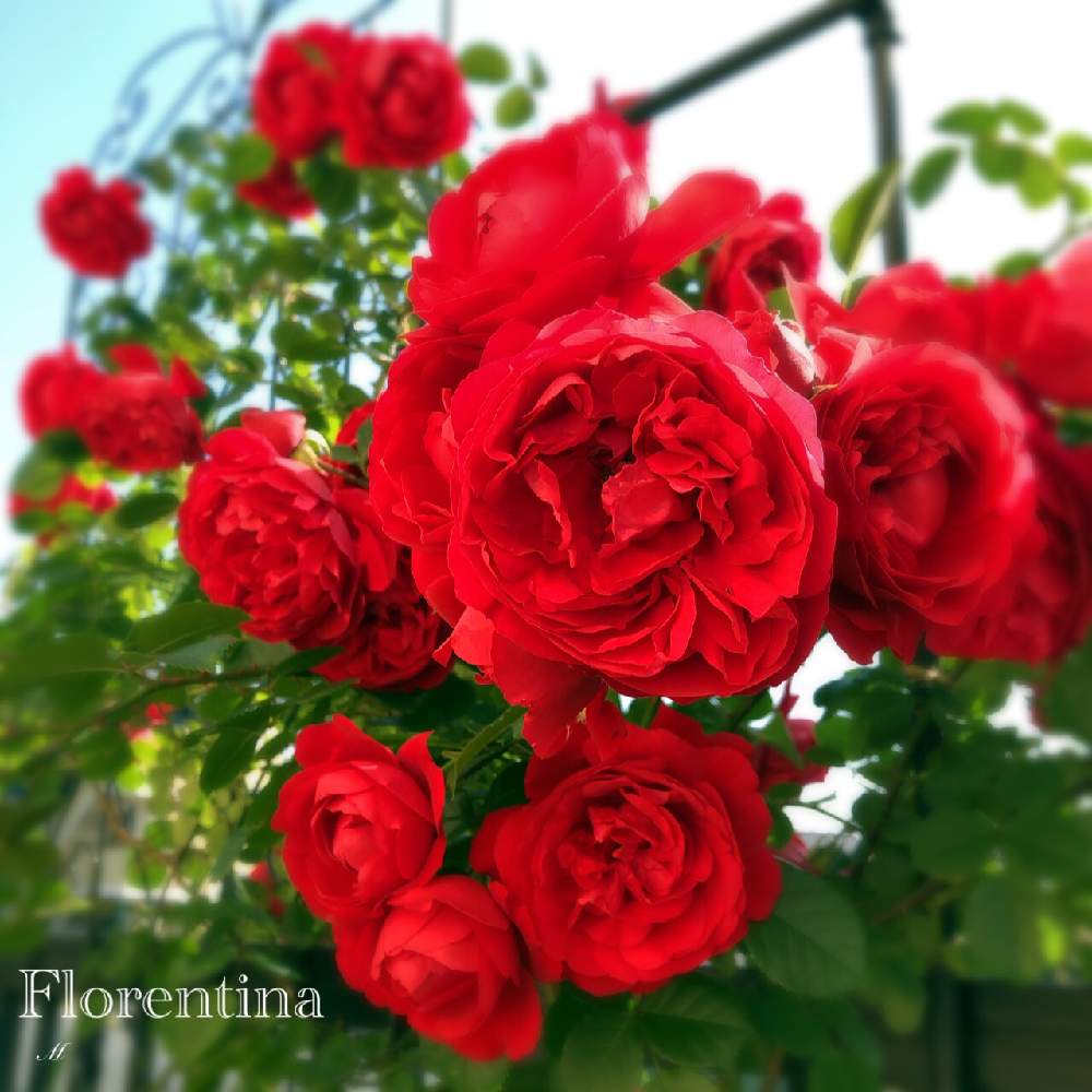 小さな庭の画像 by ブロッコリーさん | 小さな庭とフロレンティーナとばら バラ 薔薇とカインズバラコンテスト2019と満開とガーデニングと花のある暮らしと薔薇♪と赤薔薇とフロレンティーナ バラと庭の宿根草
