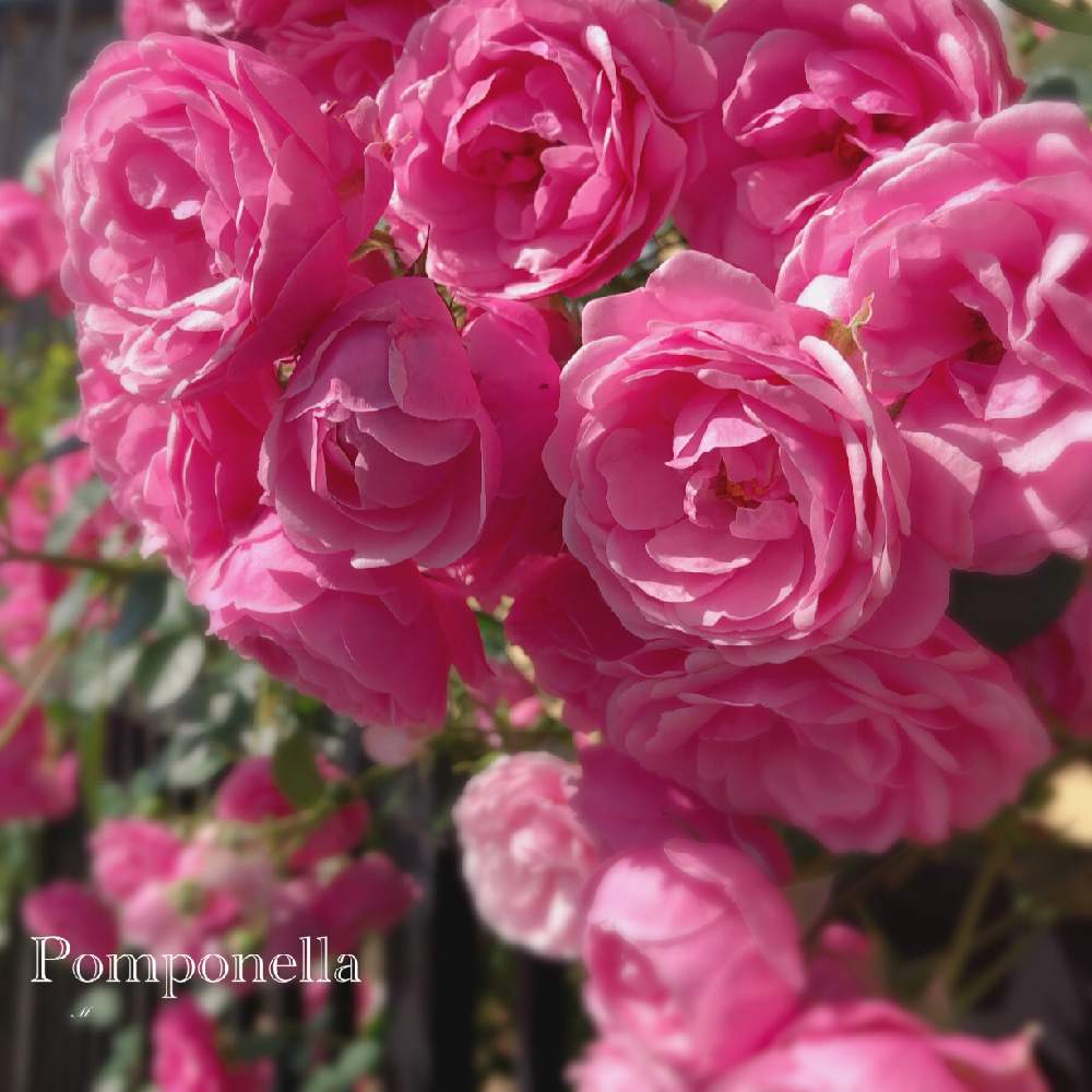 小さな庭の画像 by ブロッコリーさん | 小さな庭とポンポネッラとばら バラ 薔薇とカインズバラコンテスト2019と満開と薔薇 ポンポネッラとガーデニングと花のある暮らしと薔薇♪と庭の宿根草